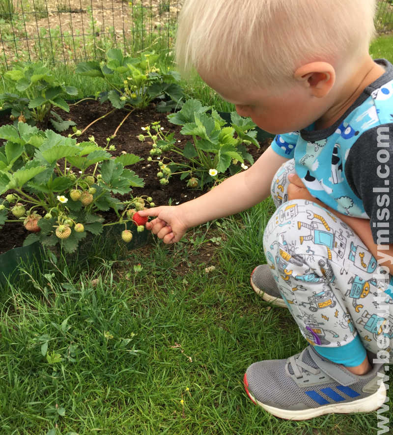 child picking strawberries